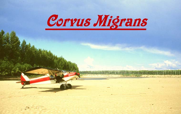 corvus-migrans: der wandernde Rabe